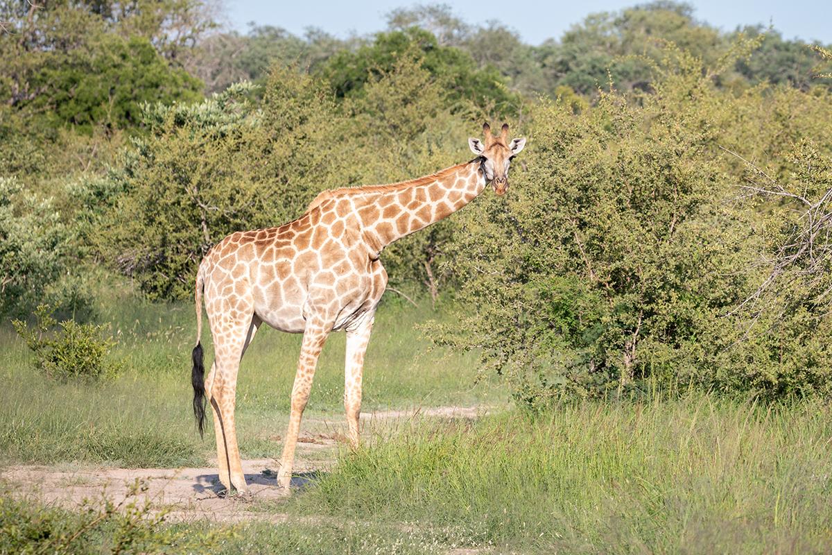 В Москве запретили продавать жирафа