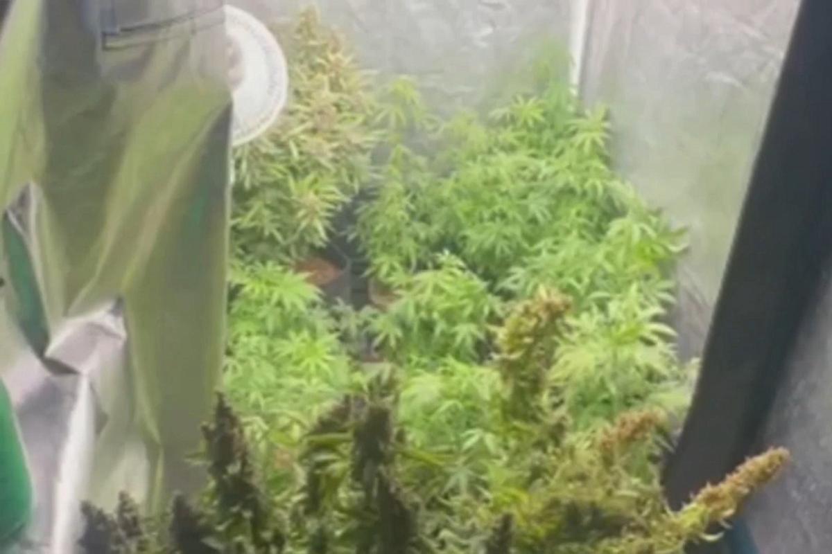В Подмосковье мужчина оборудовал в квартире теплицу с коноплей