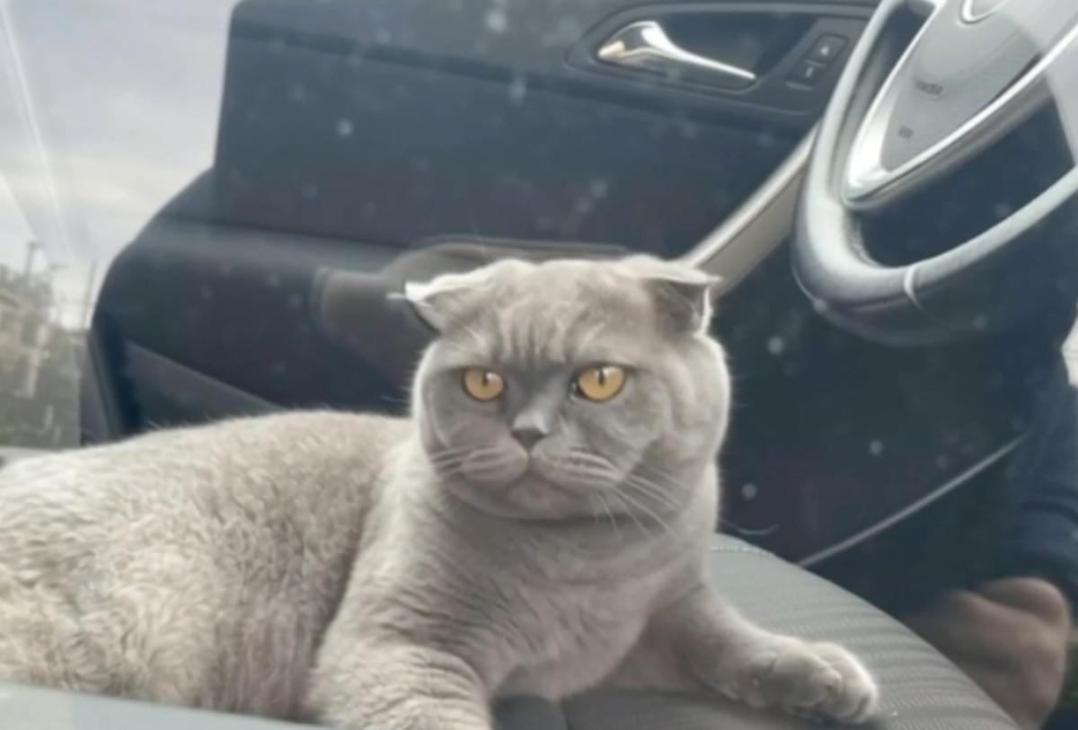 Москвича оштрафовали за хомяка в автомобиле