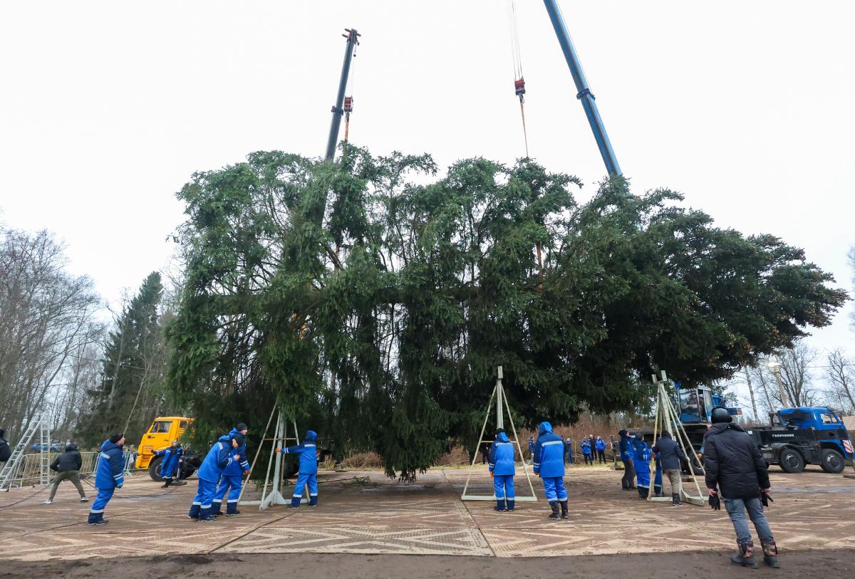 Главную новогоднюю ель страны срубили в Подмосковье