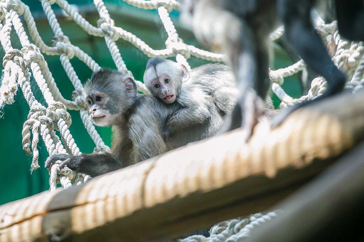 Москвичи выбрали имя для детеныша редкого капуцина-плаксы