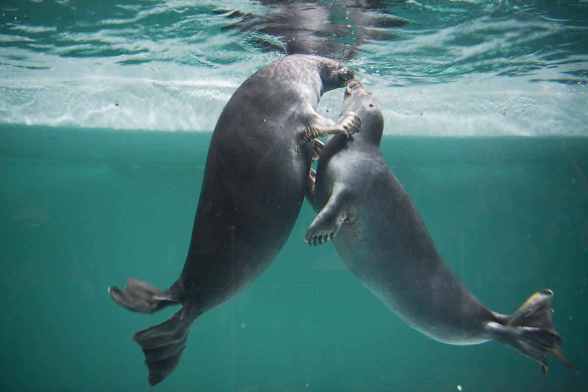 В Москве появится «Океан любви»