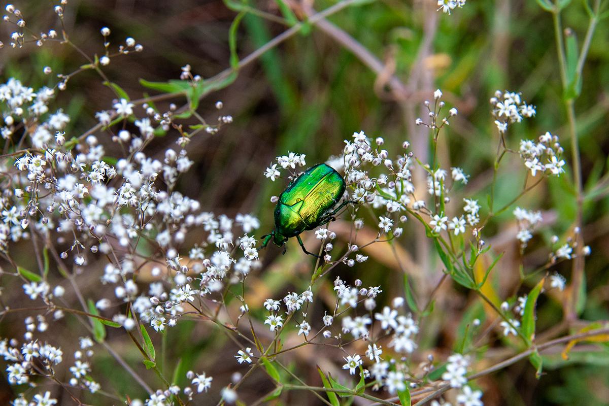 В Москве спрогнозировали раннее пробуждение майских жуков