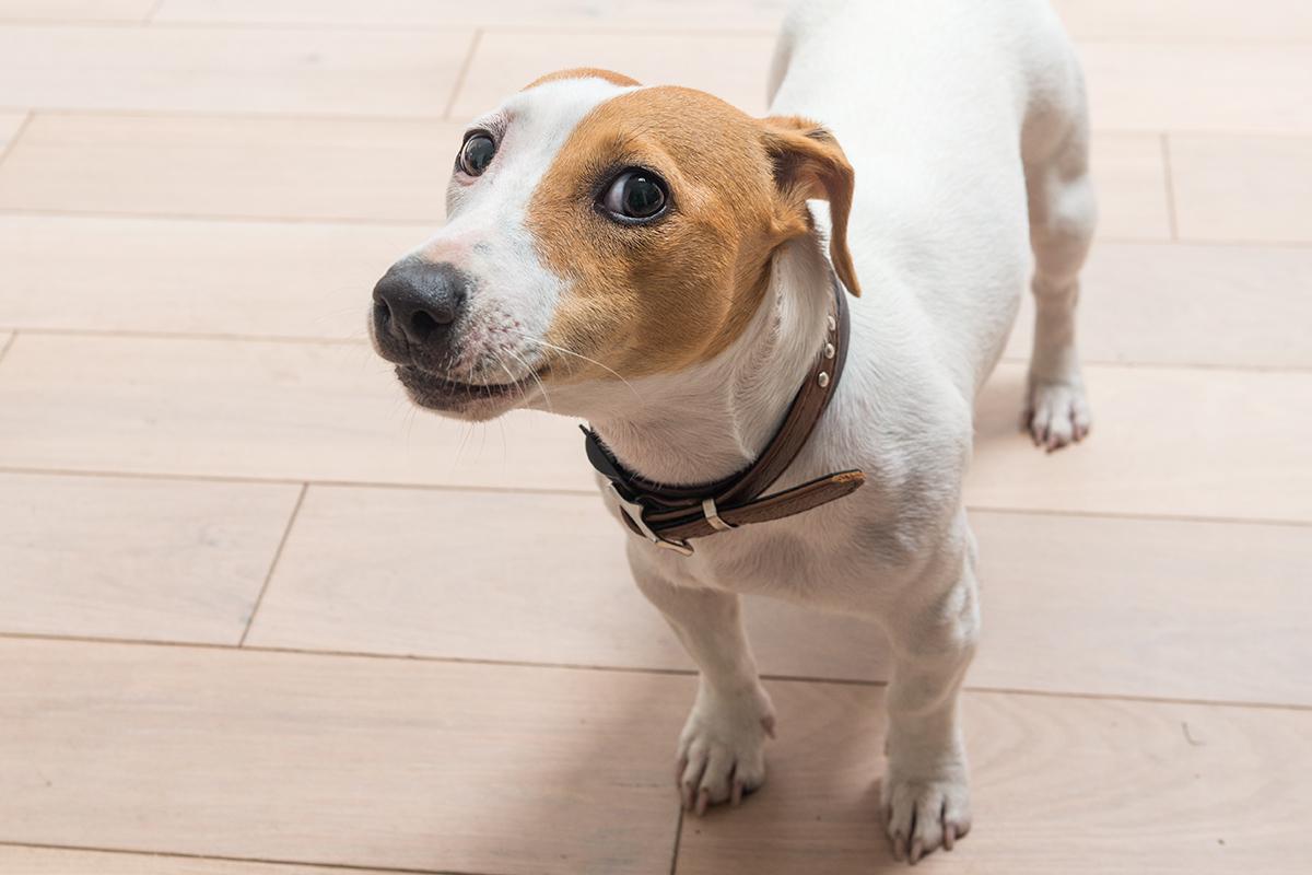 Для застрявшего под ванной толстенького пса пришлось вызывать спасателей в Москве