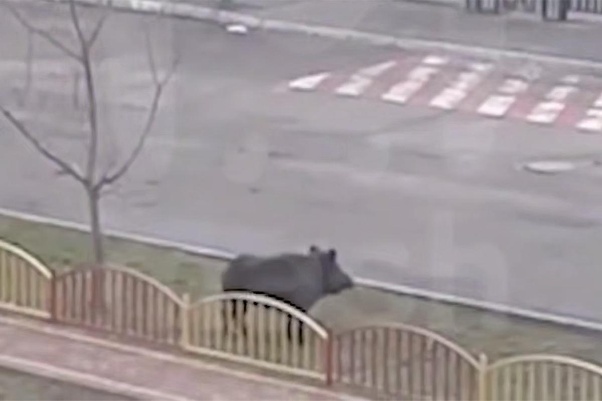 Огромный кабан распугал школьников в Подмосковье