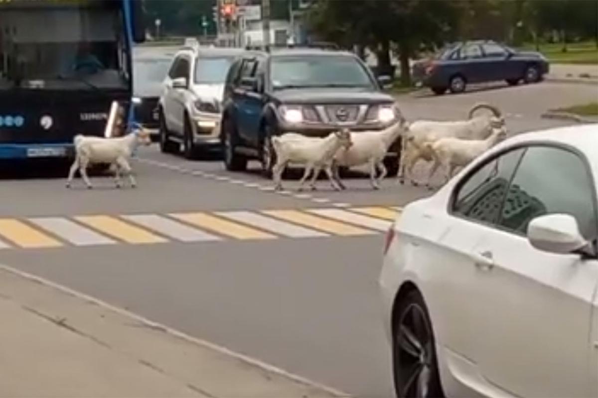 Козы пересекли дорогу рядом с пешеходным переходом в Москве и попали на  видео - Мослента