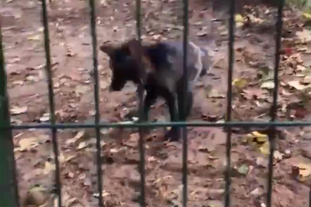 Необычный питомец на площадке для выгула собак попал на видео в Москве -  Мослента