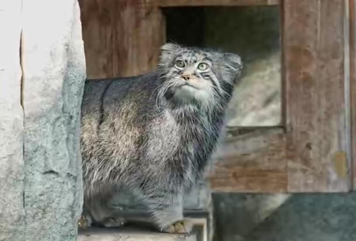 Московский манул Тимофей начал зажировку