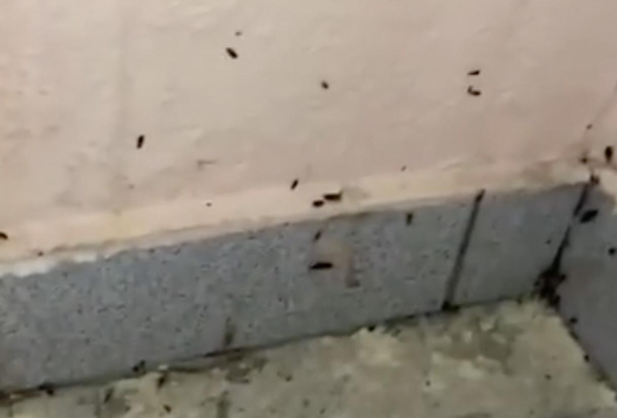 Нашествие тараканов в подъезде столичной многоэтажки попало на видео
