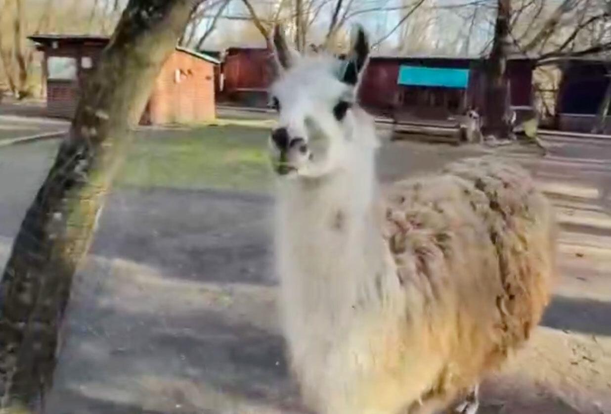 В Москве обнаружили бесплатный зоопарк. Жители возмутились и требуют отпустить животных