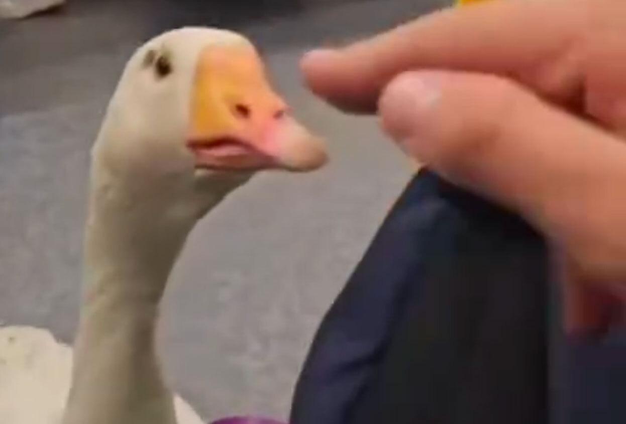 На МЦД-3 вернулся легендарный гусь-контролер