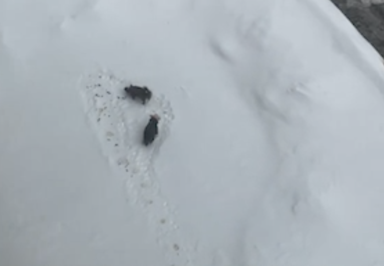 В Подмосковье женщина выгуливала собак на козырьке магазина