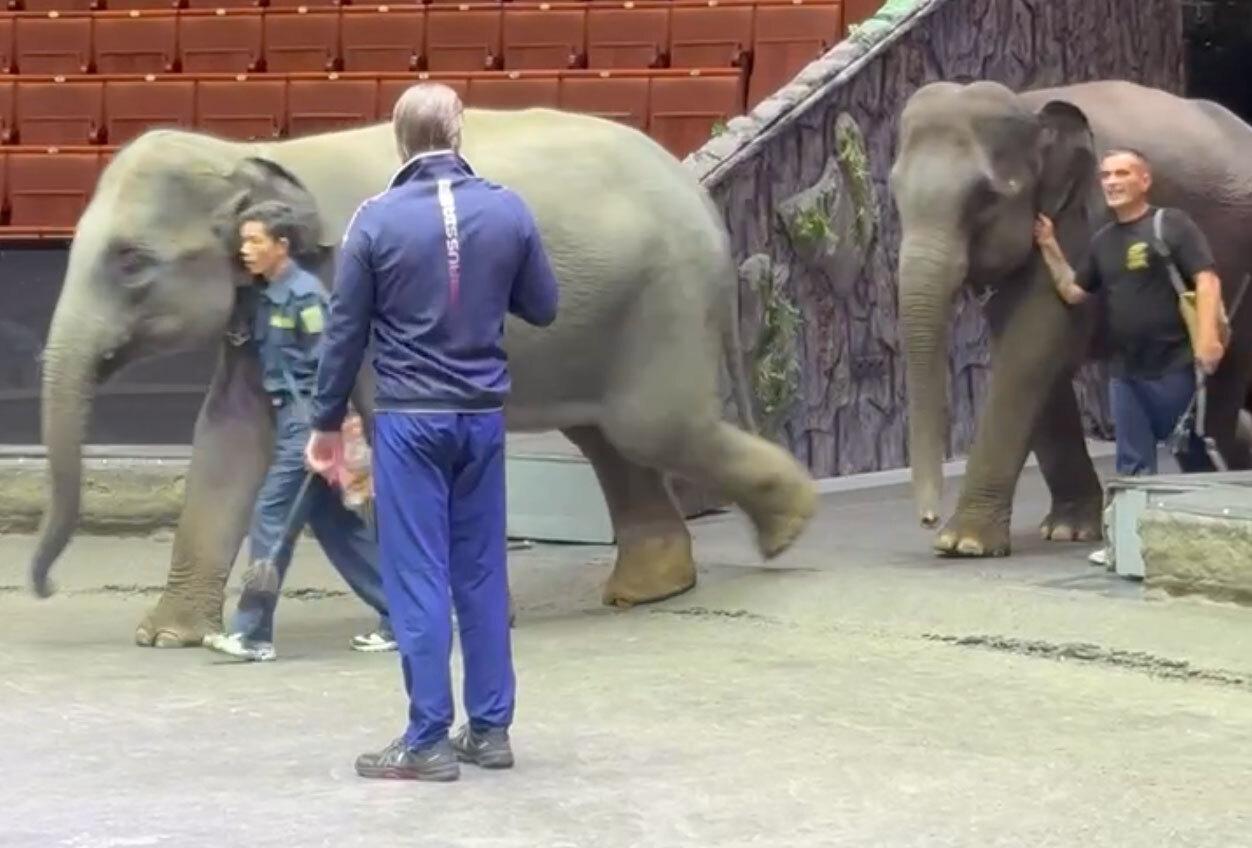 Большой Московский цирк получил шесть слонят в подарок от Мьянмы