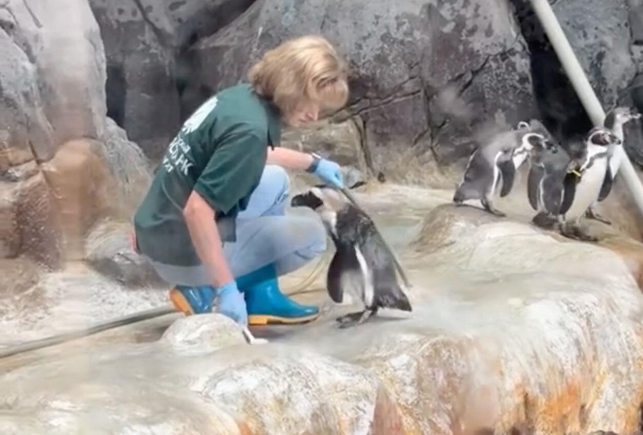 Трогательную сцену сняли на видео в Московском зоопарке