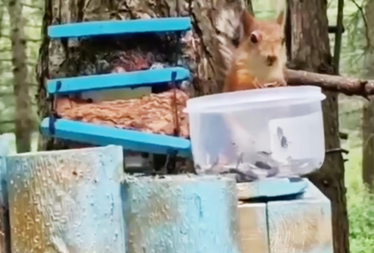 Пьющую из бокала белку сняли на видео в московском парке