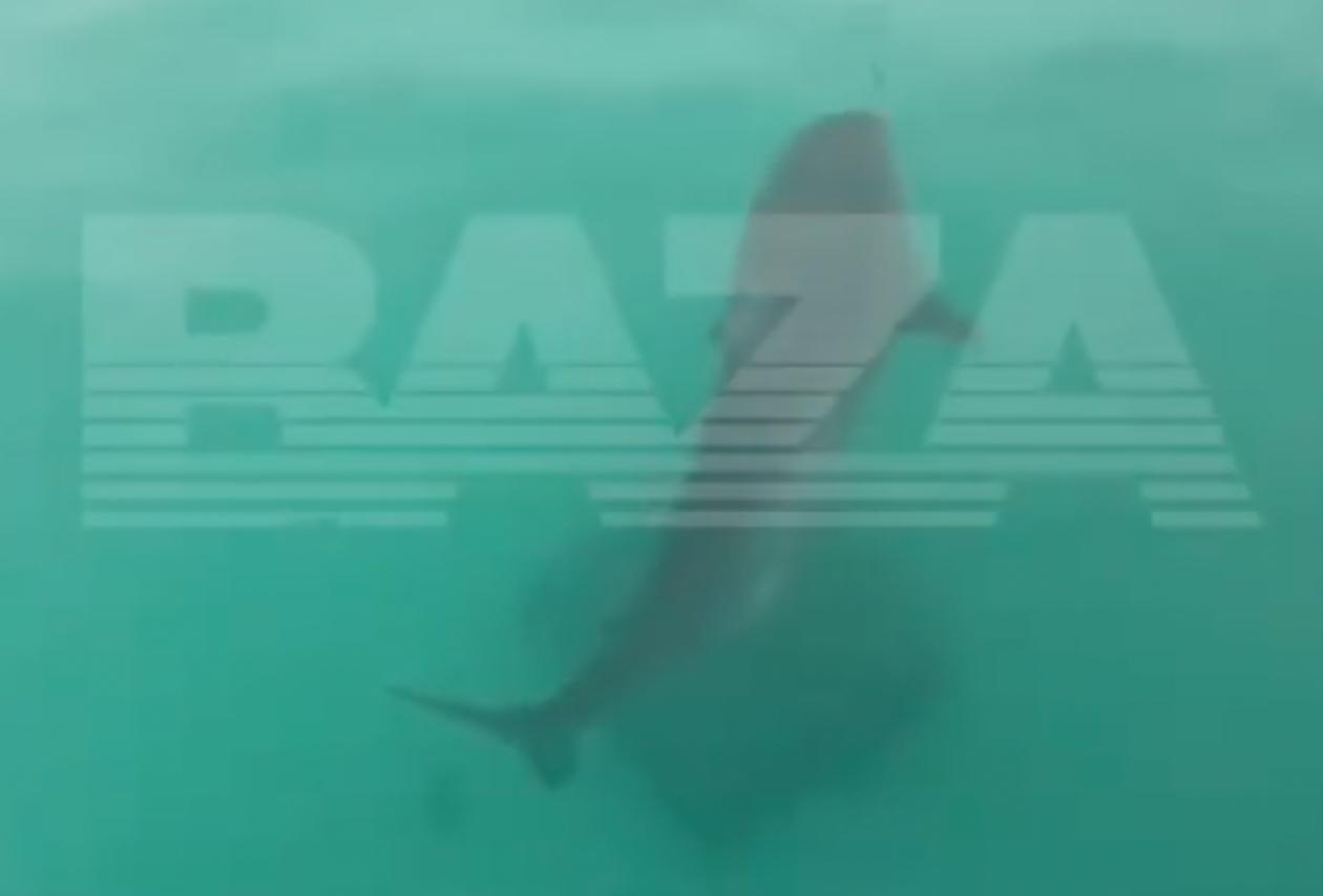 Стали известны подробности нападения акулы на жителя Подмосковья в Египте