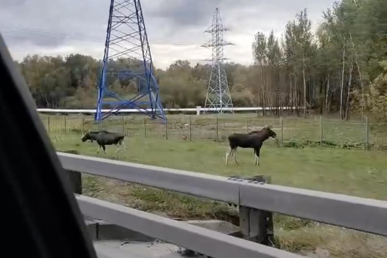 Лоси прогулялись возле МКАД и попали на видео