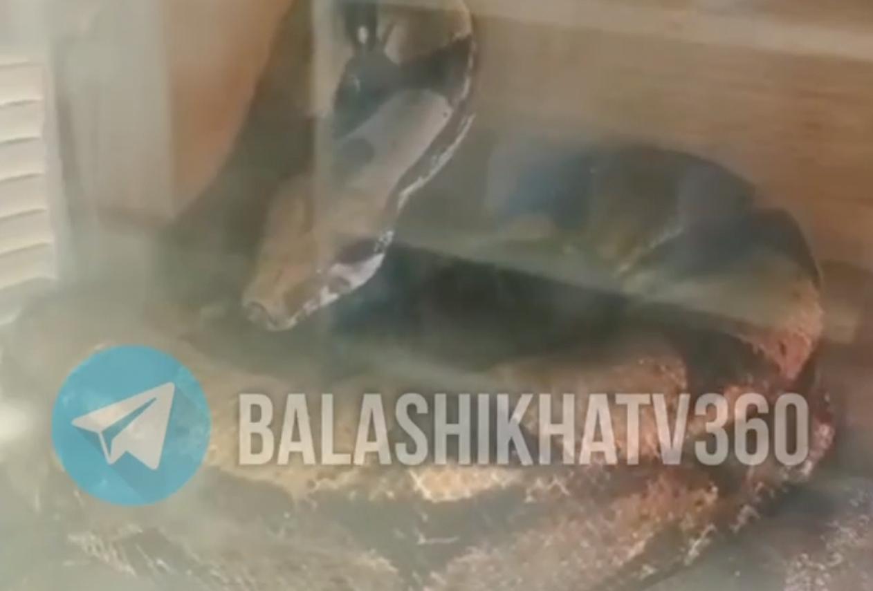 В Подмосковном лесу нашли трехметрового питона