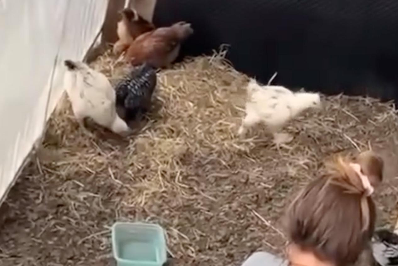 Москвичка устроила курятник на балконе новостройки и попала на видео