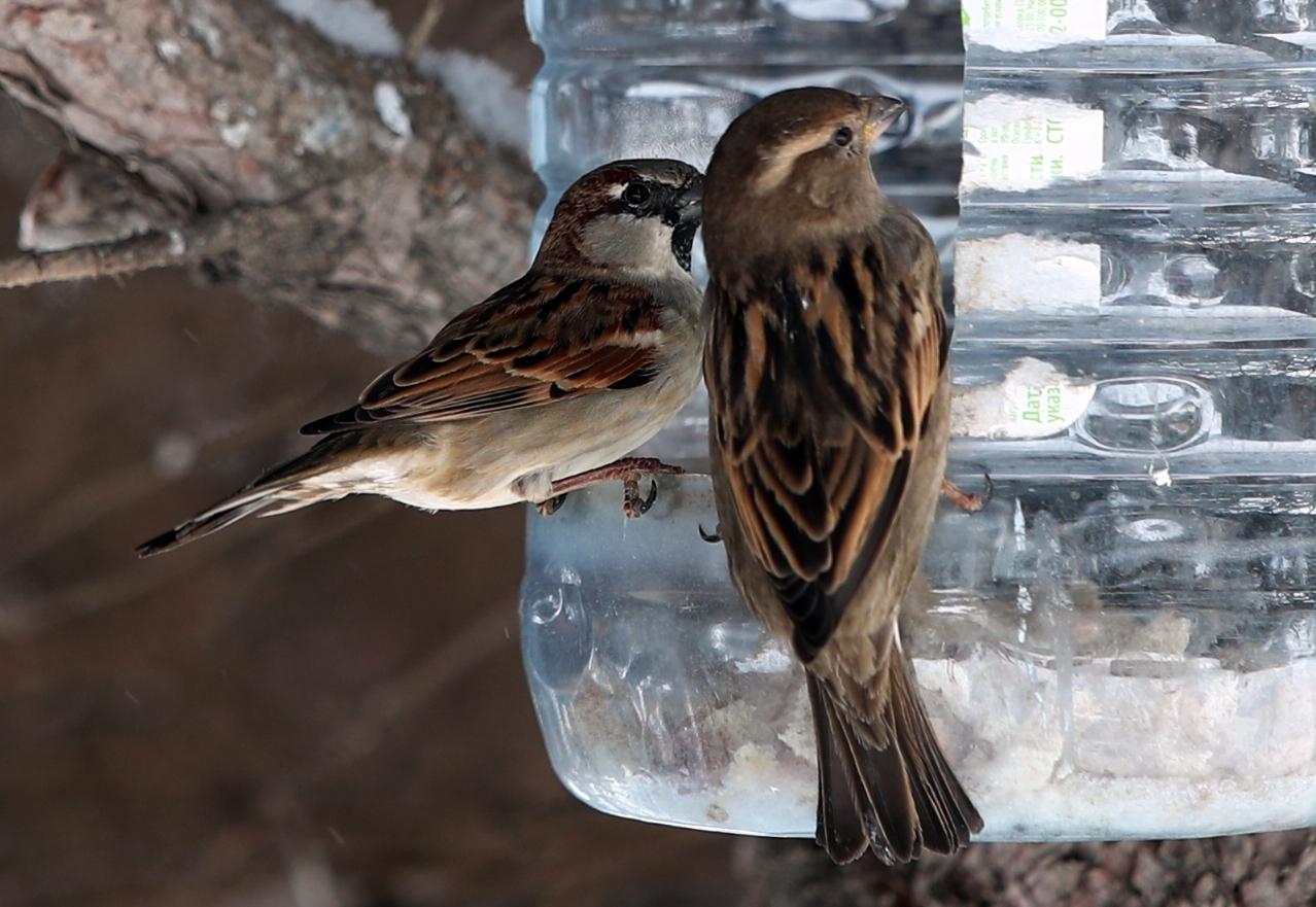 Воробьев на улицах пересчитают