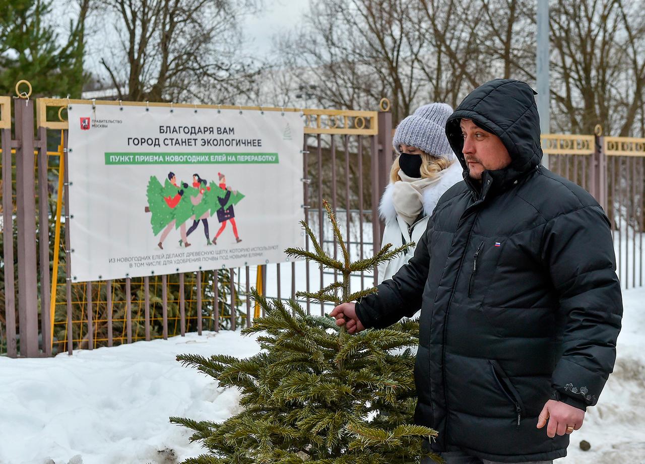 В Москве и Подмосковье открылись пункты сбора новогодних елей на утилизацию