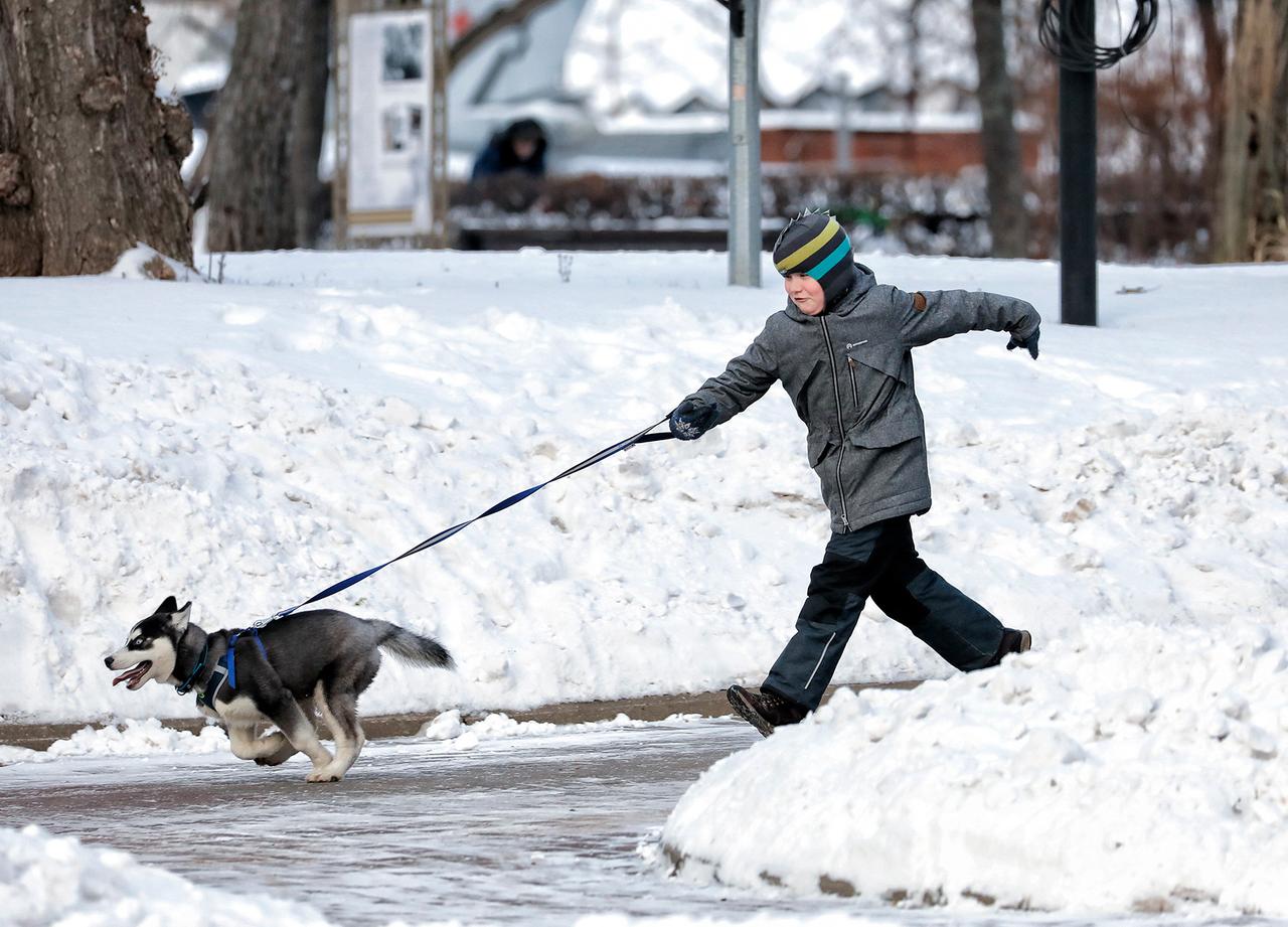 Ветеринар призвала успокаивать испуганных салютами собак экстрактом ромашки
