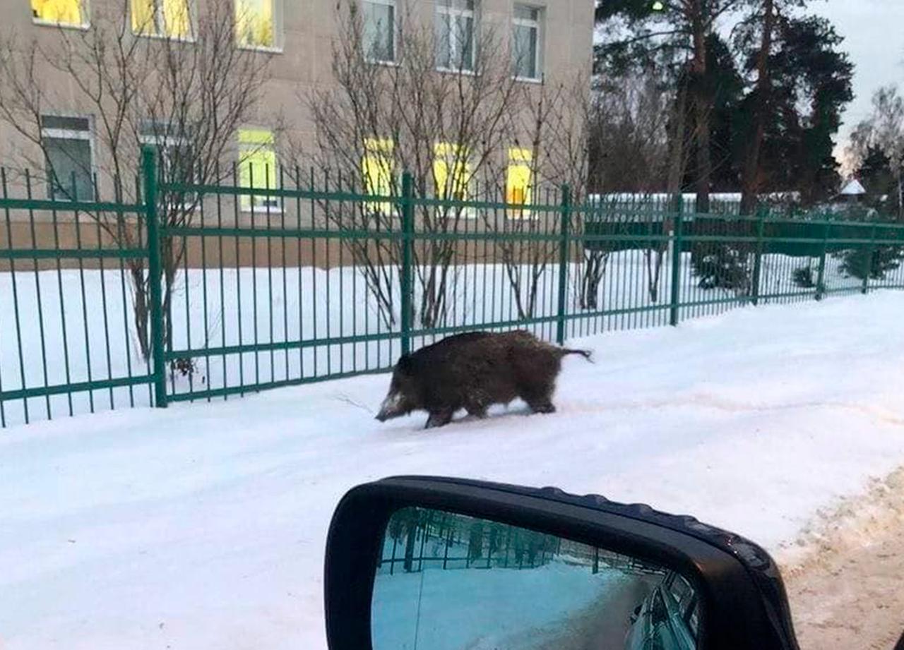 Жители Подмосковья сообщили о нашествии кабанов