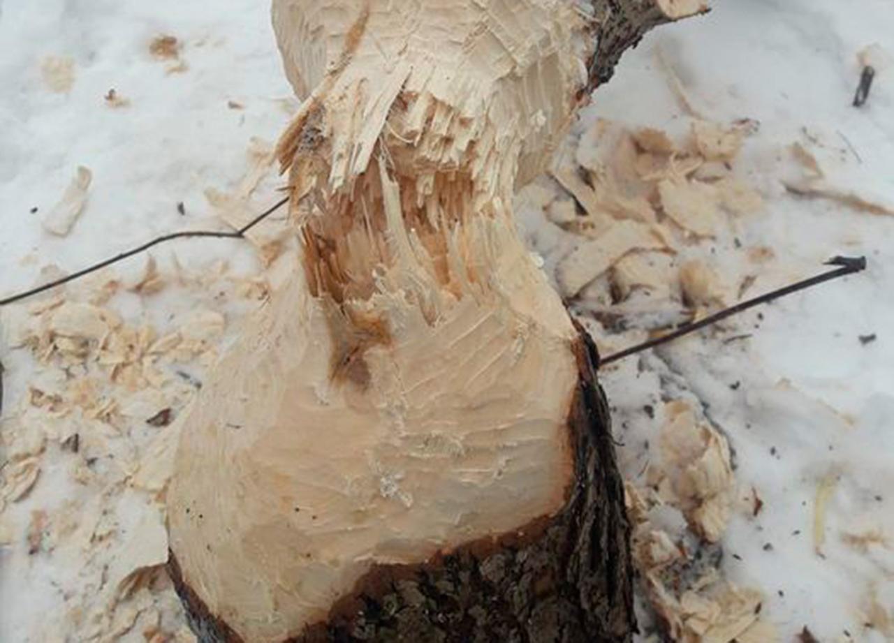 Работа московских бобров впечатлила россиян