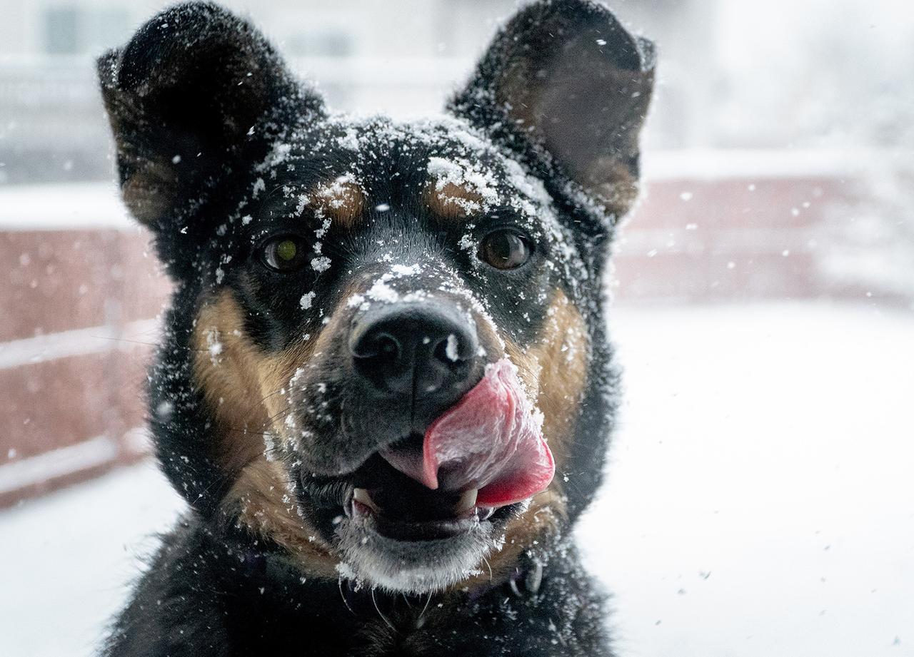 Москвичка предложила соседям помощь в выгуле собак и получила выговор