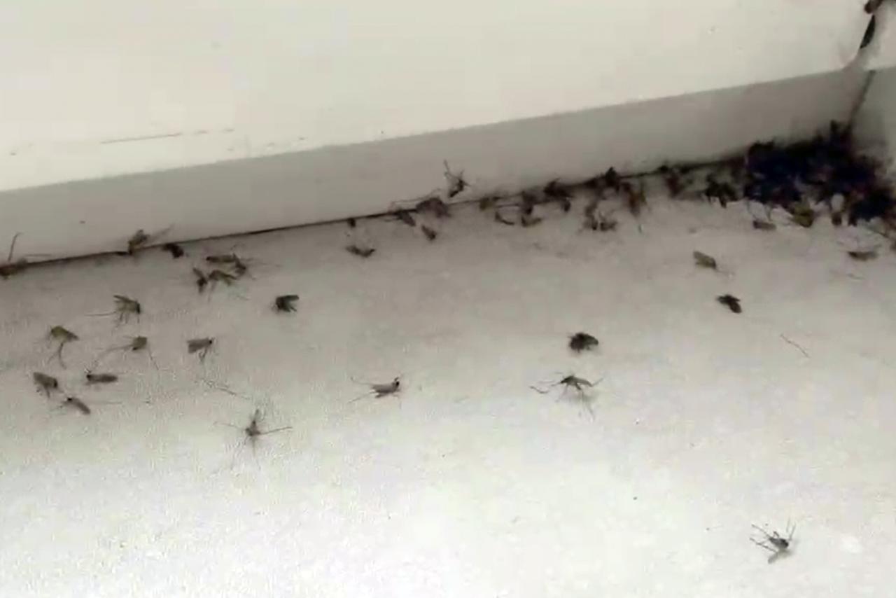 В разгар зимы комары атаковали столичную многоэтажку