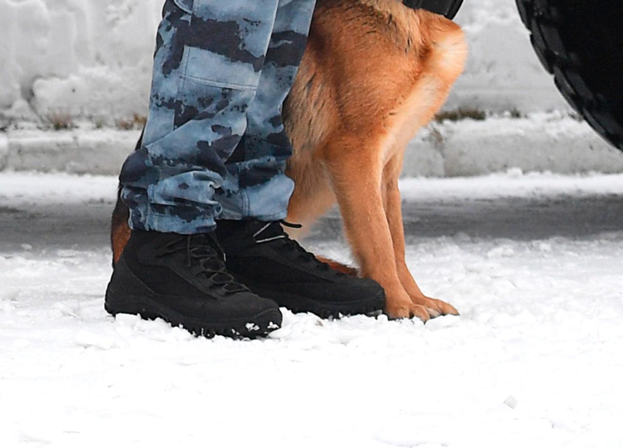 В Москве полицейская собака во время поиска бомбы укусила годовалого ребенка