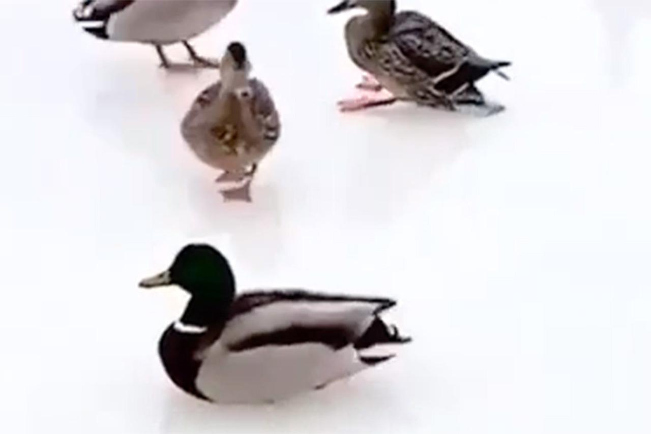 Россиян рассмешил «утиный керлинг» на одном из прудов столицы