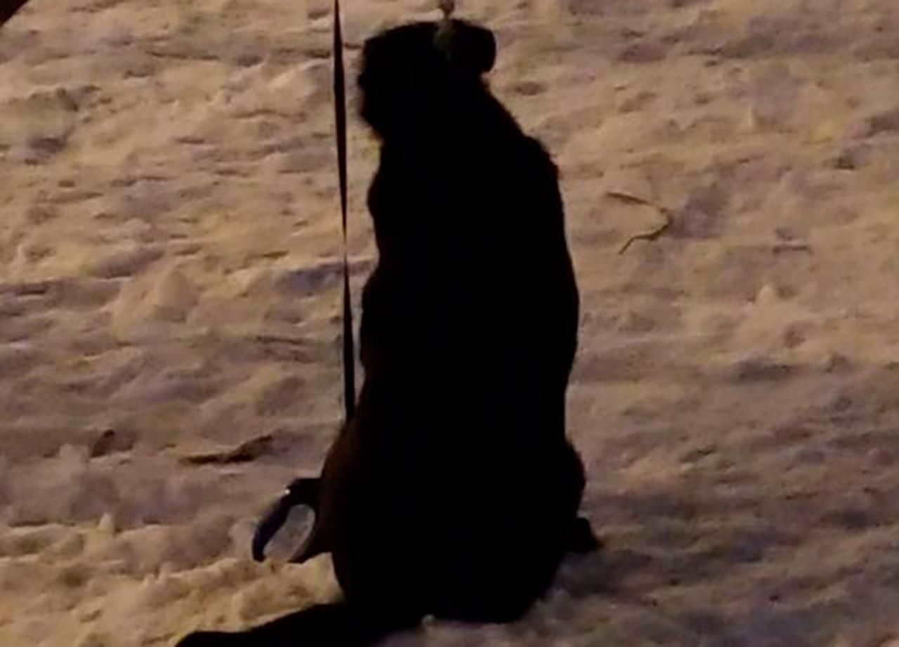 Москвичи возмутились поведением владельцев оставленной на морозе собаки