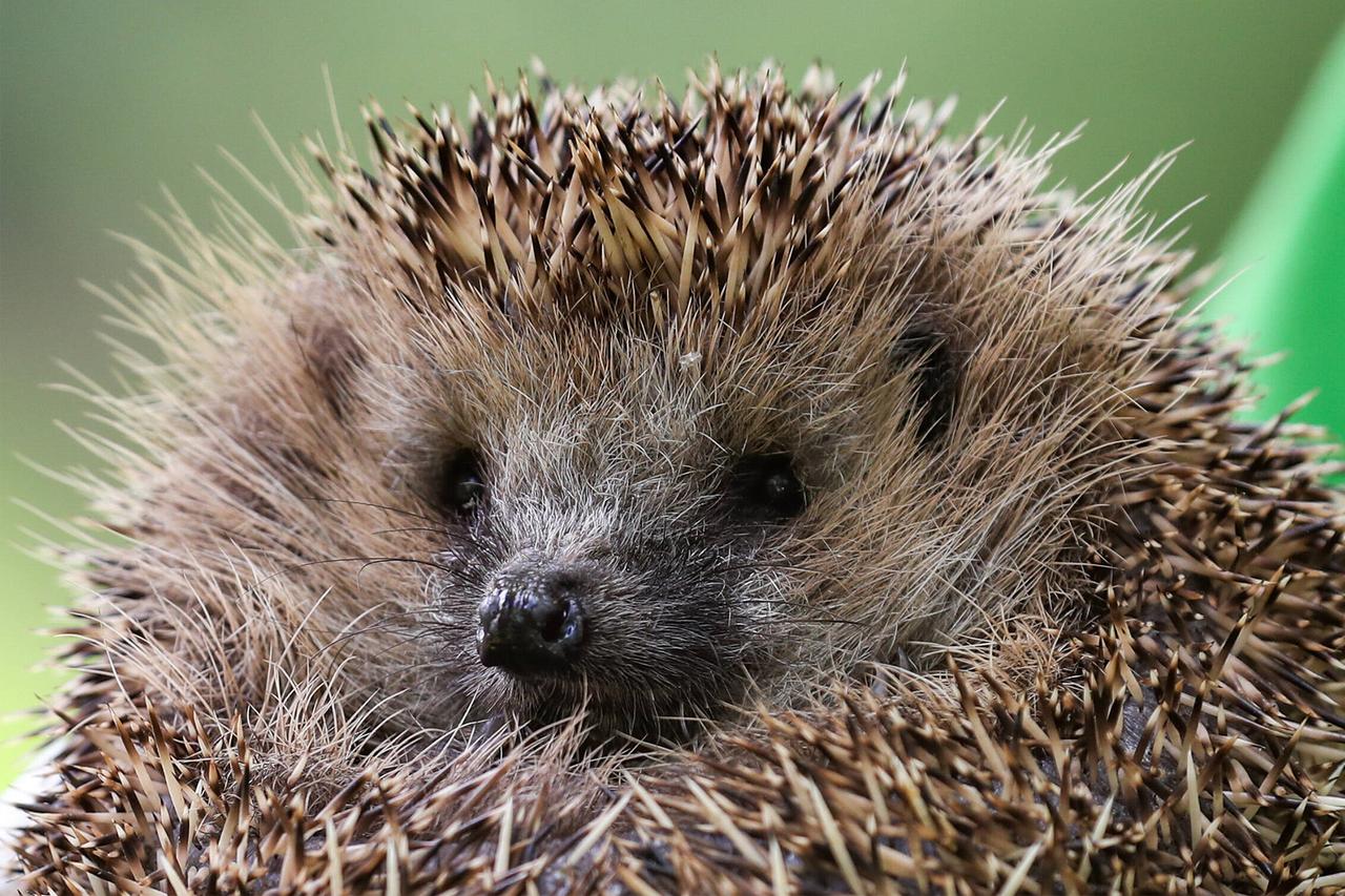 Из-за аномальной погоды в Москве проснулись ежи