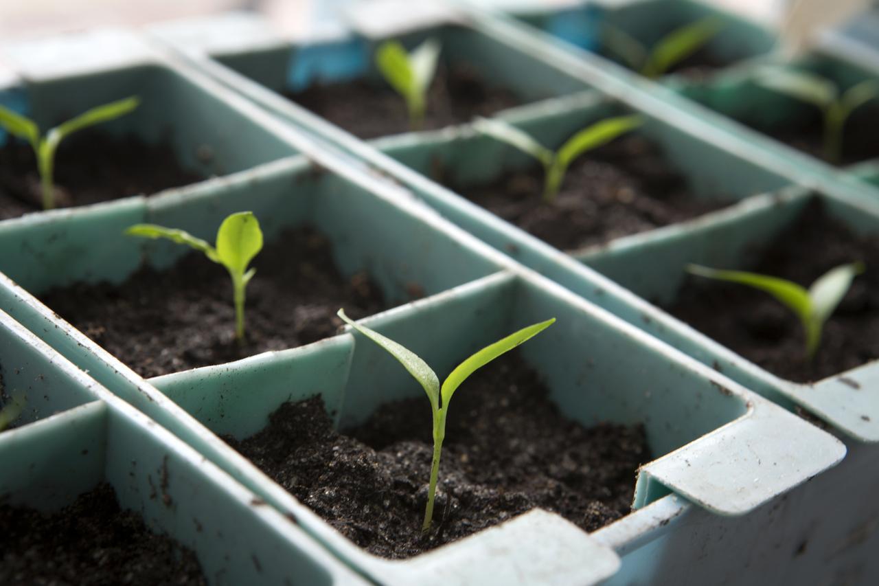 Известный садовод рассказал о начале дачного сезона в 2022 году