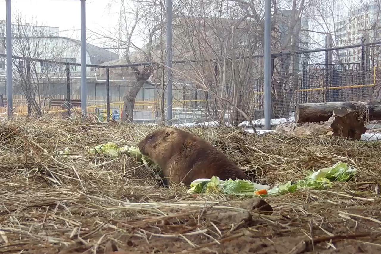 Названа причина досрочного пробуждения сурков в Московском зоопарке