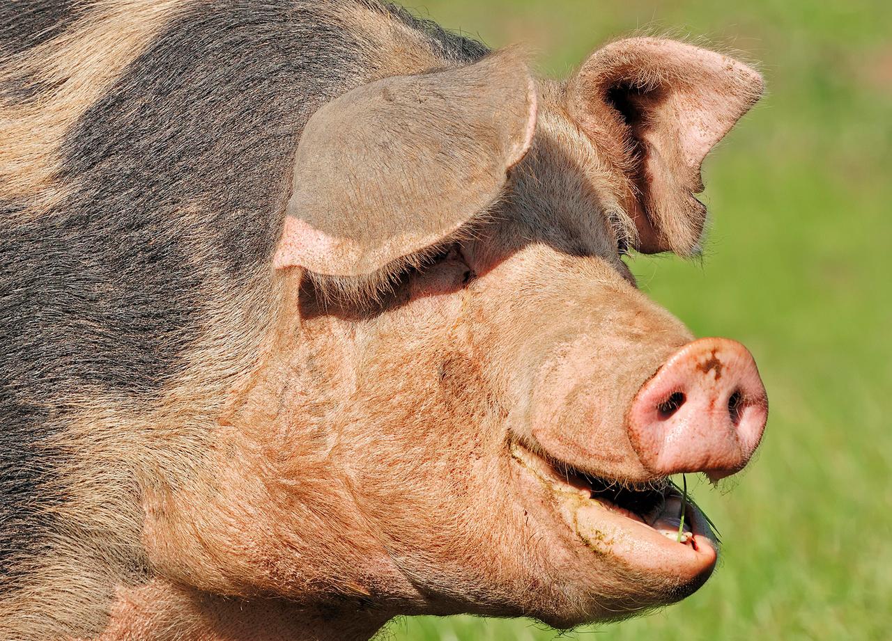 Объявление москвички о поиске свиной головы развеселило россиян