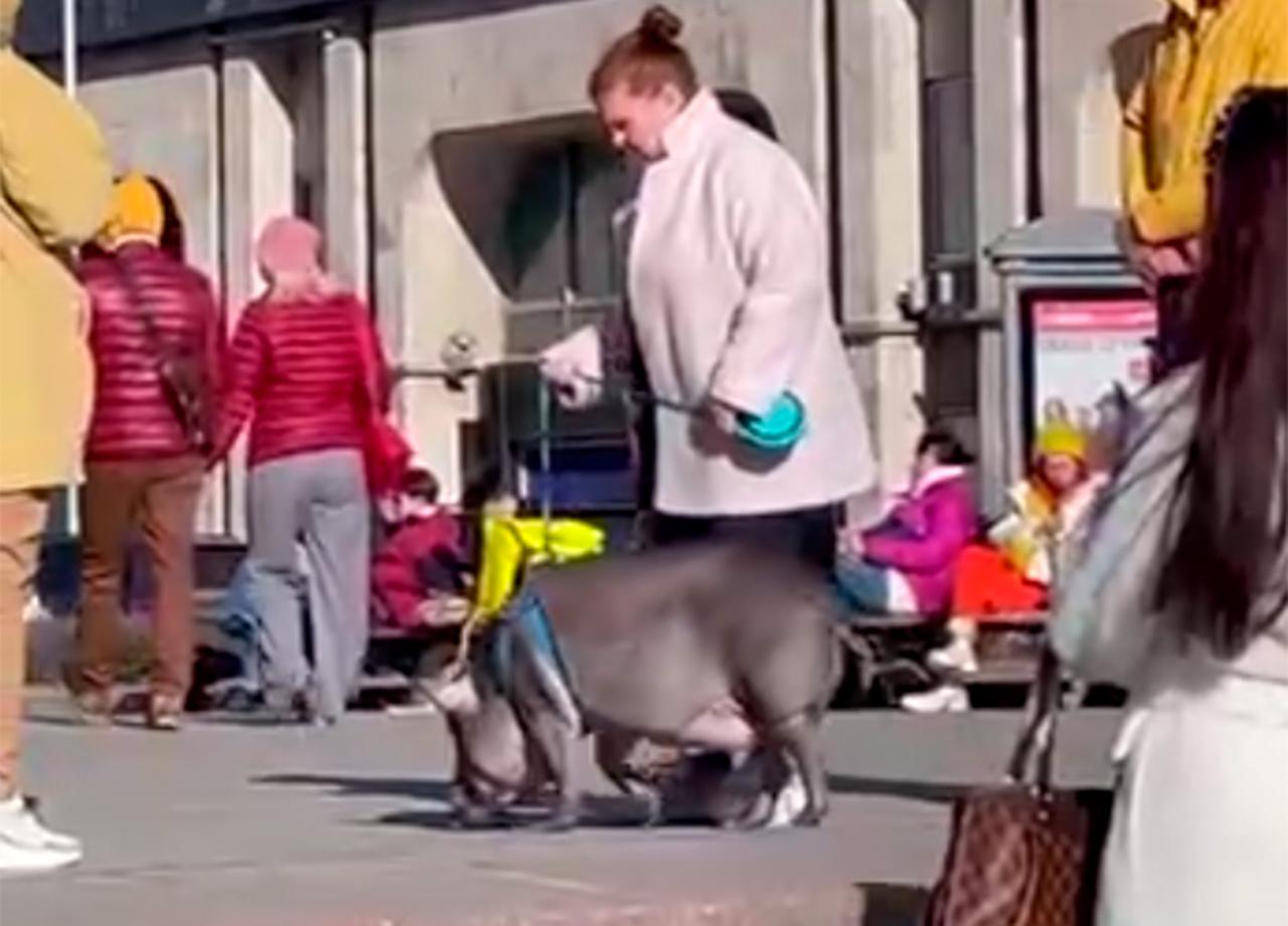 На бульваре в центре Москвы заметили гуляющую свинью