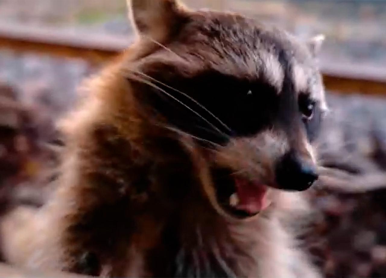 В Московском зоопарке назвали причину пробуждения енотов-полоскунов