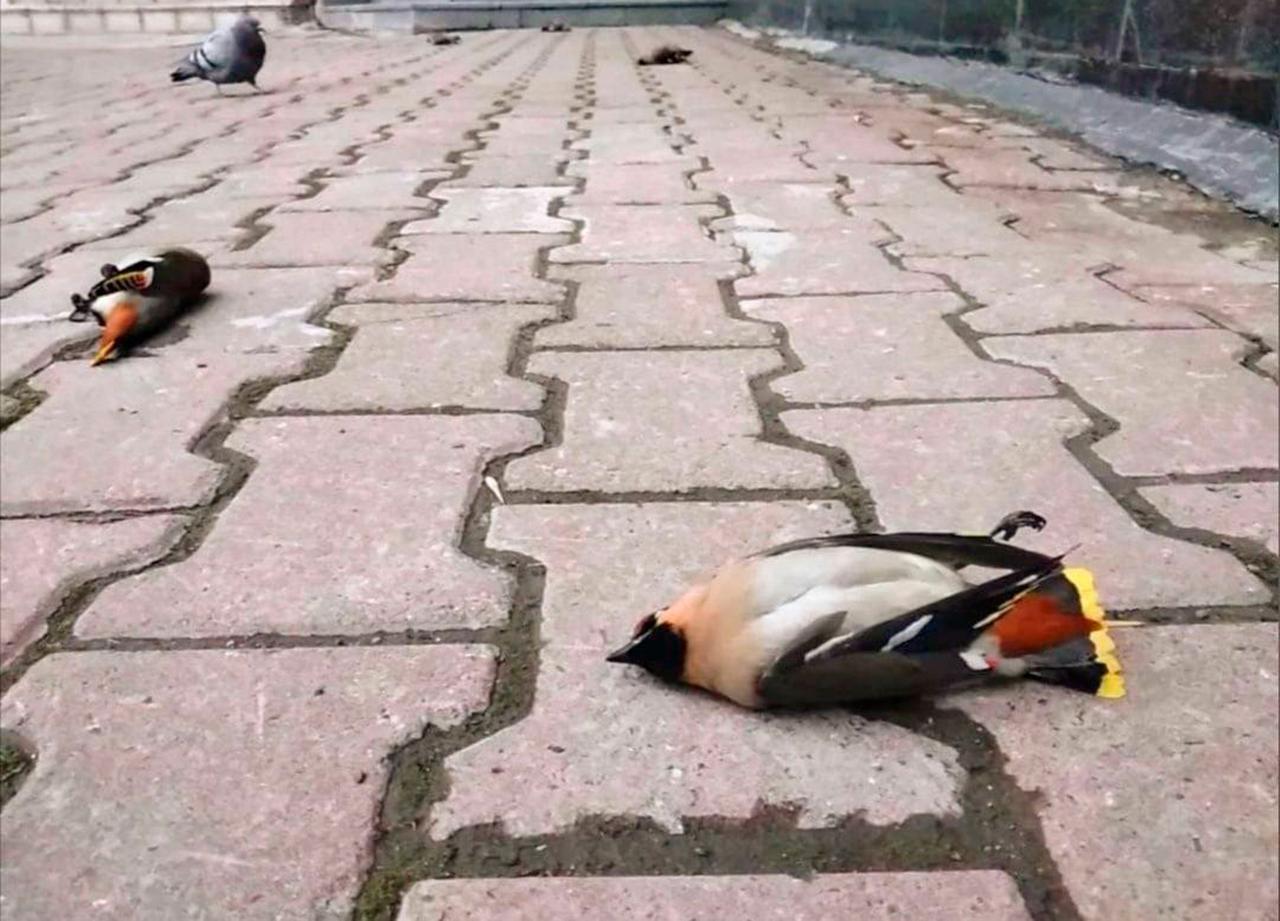 Жителей Москвы и Подмосковья предупредили о пьяных свиристелях