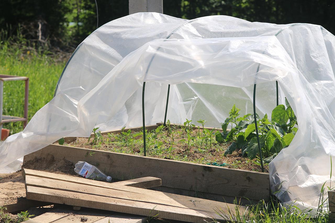 Известный садовод предостерег от «бредовых советов» блогеров