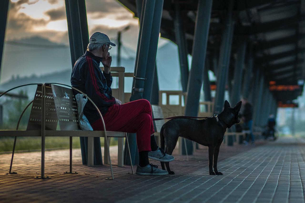 Кинологи дали советы по подготовке собаки к поездке на дачу