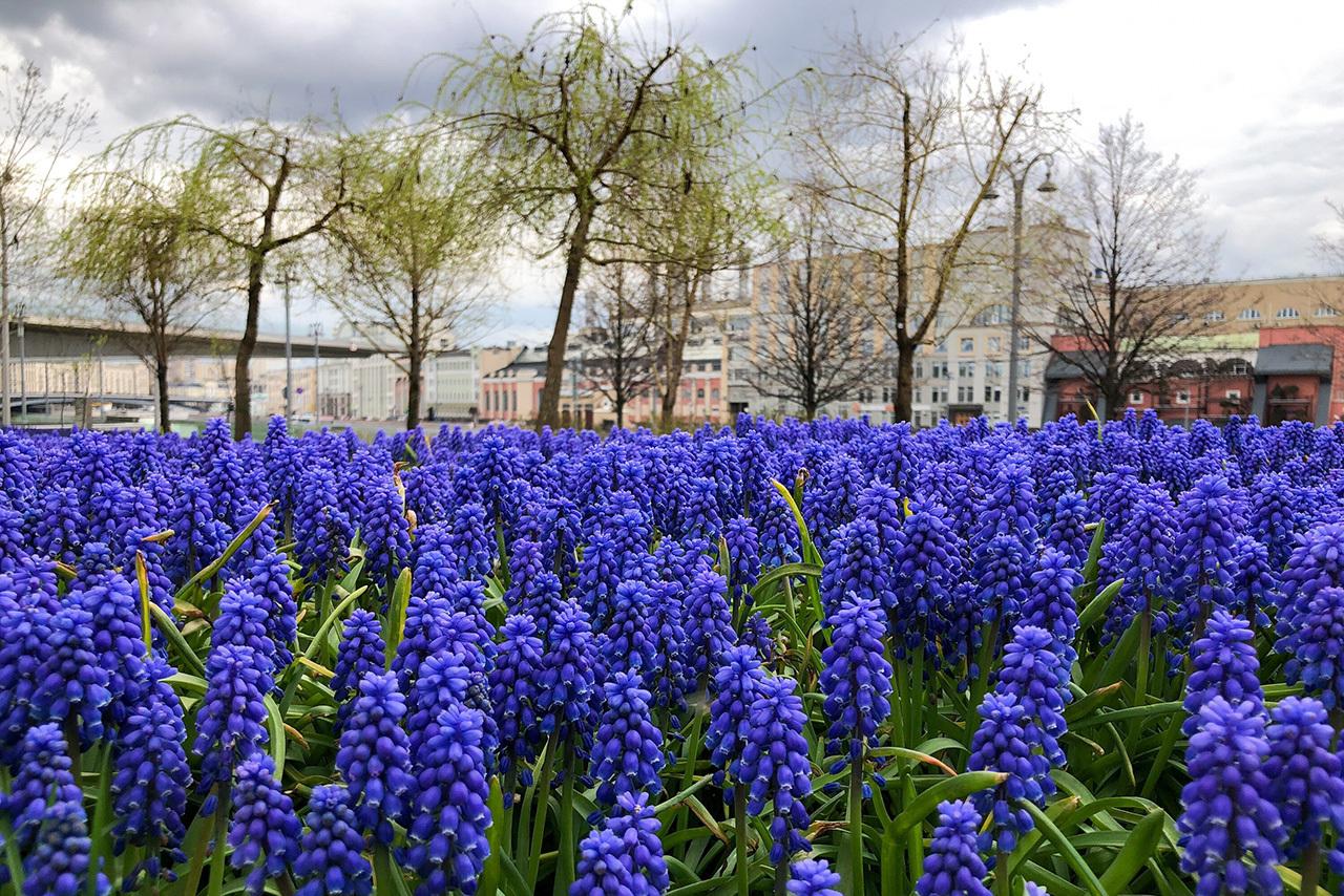 Собянин представил природный аттракцион из цветочных ковров в парке «Зарядье»