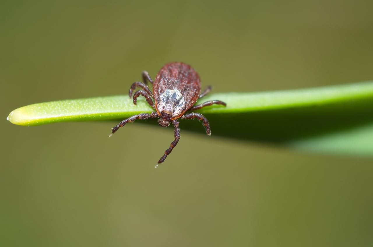 Несколько сотен москвичей обратились к медикам из-за укусов клещей