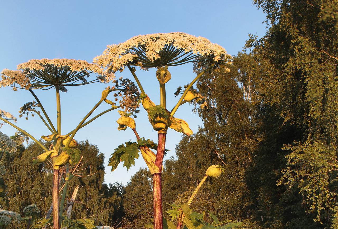 Биолог предупредила об опасности задержки с уничтожением борщевика