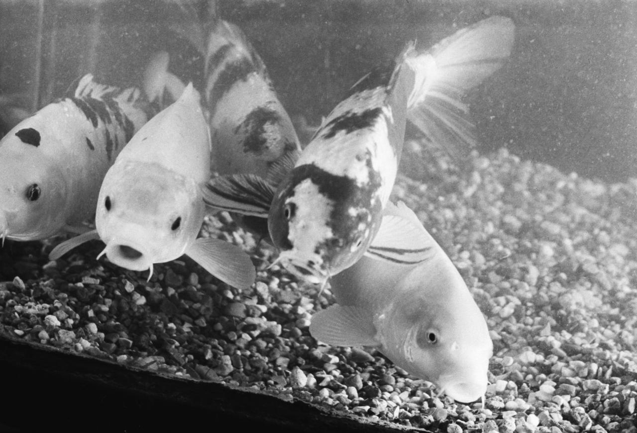 Архивное фото уличного аквариума разозлило россиян