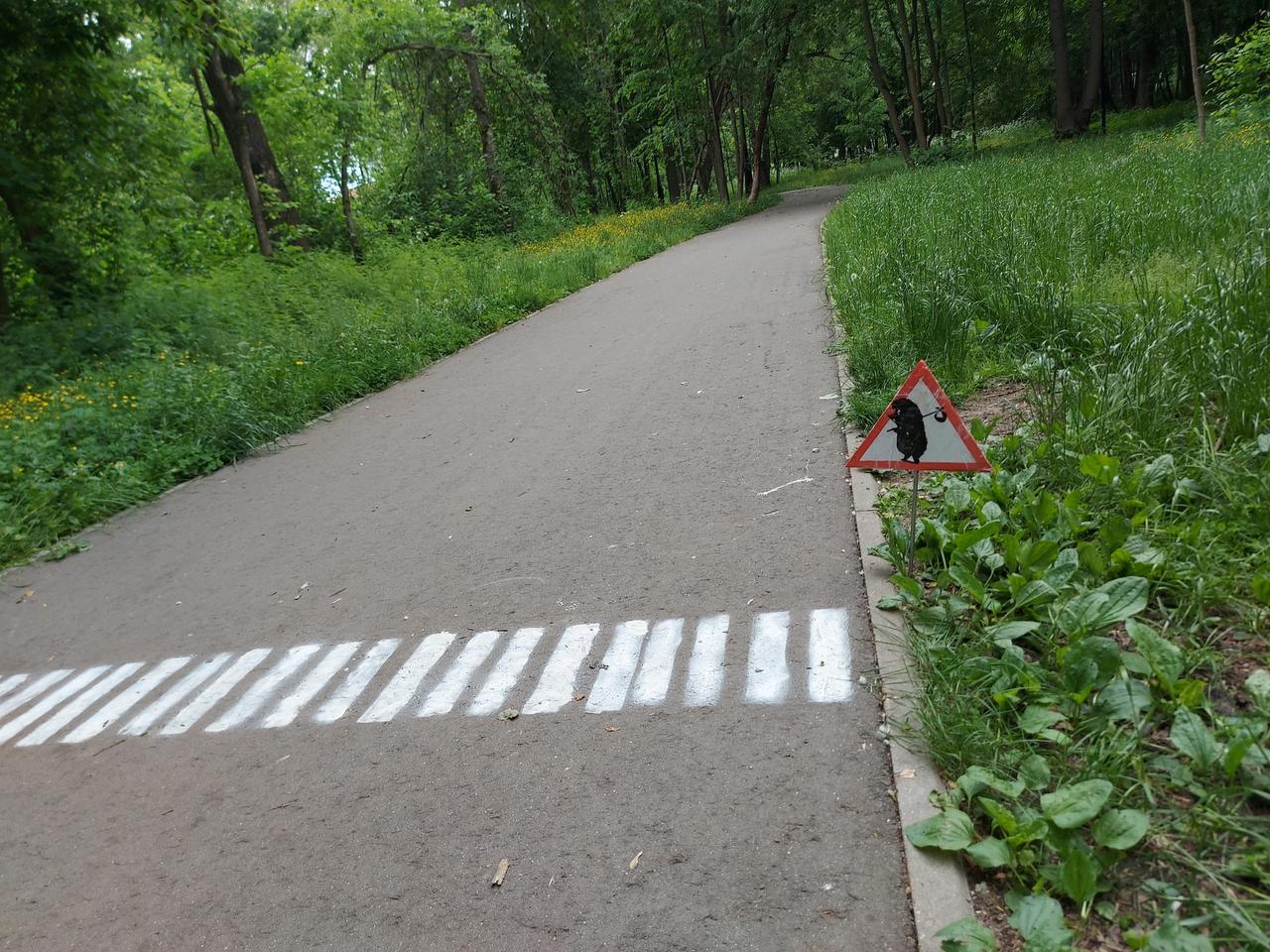 Пешеходный переход для ежей заметили в подмосковном парке