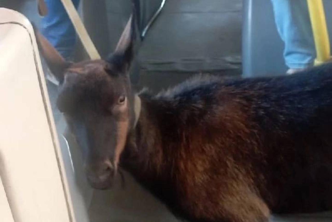 Коза проехалась в московском автобусе и попала на фото