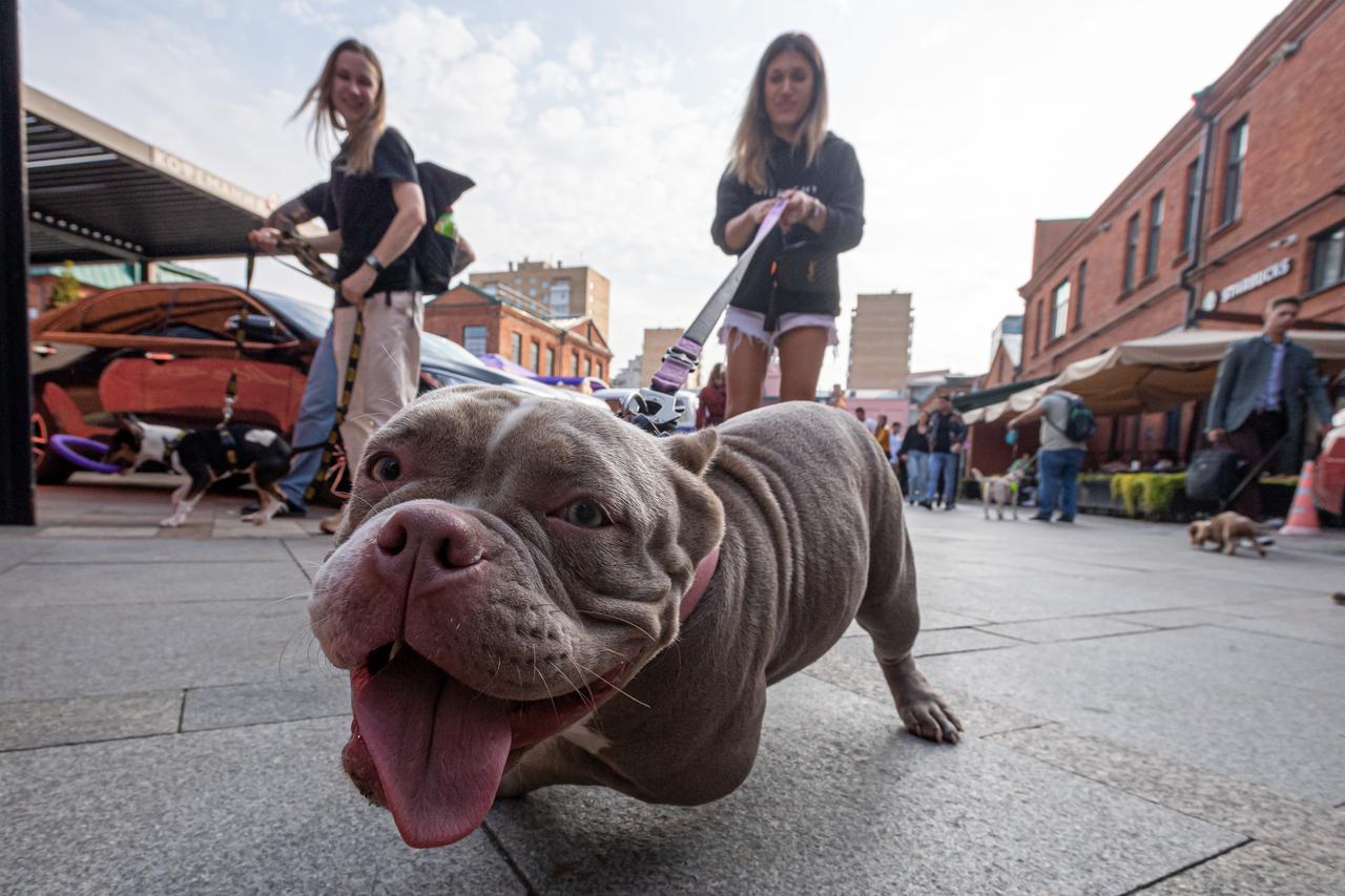 Перечислены симптомы обезвоживания у собак