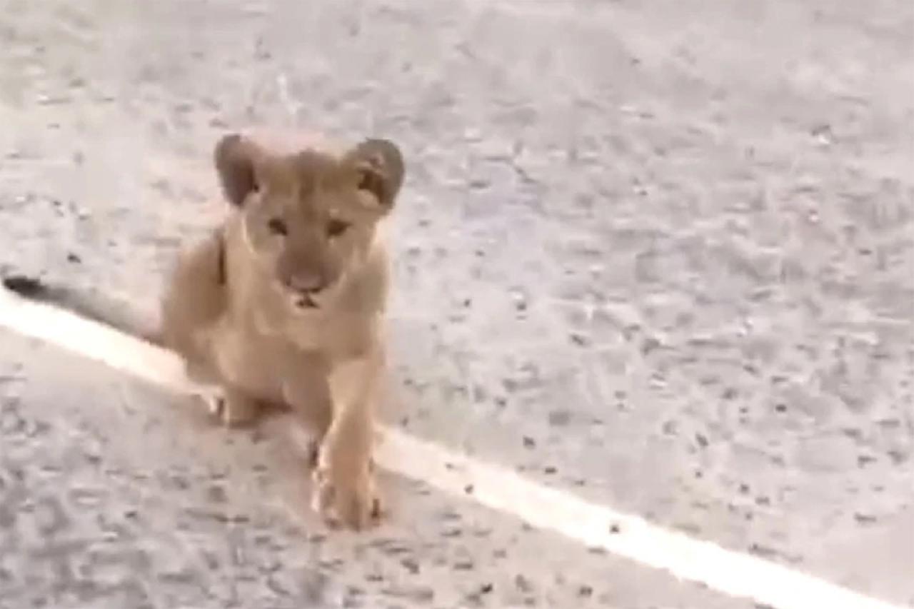 Хозяев гуляющего по улицам Подмосковья львенка проверят